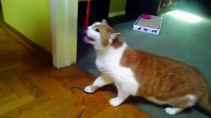 My Cat From Hell Animal Planet Discovery