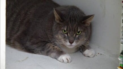 My Cat From Hell Animal Planet Discovery