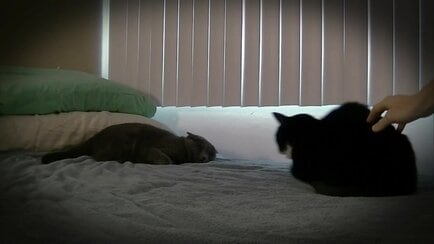 My Cat From Hell Animal Planet Discovery