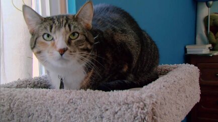 My Cat From Hell Animal Planet Discovery