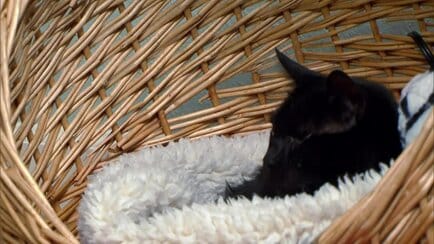 My Cat From Hell Animal Planet Discovery