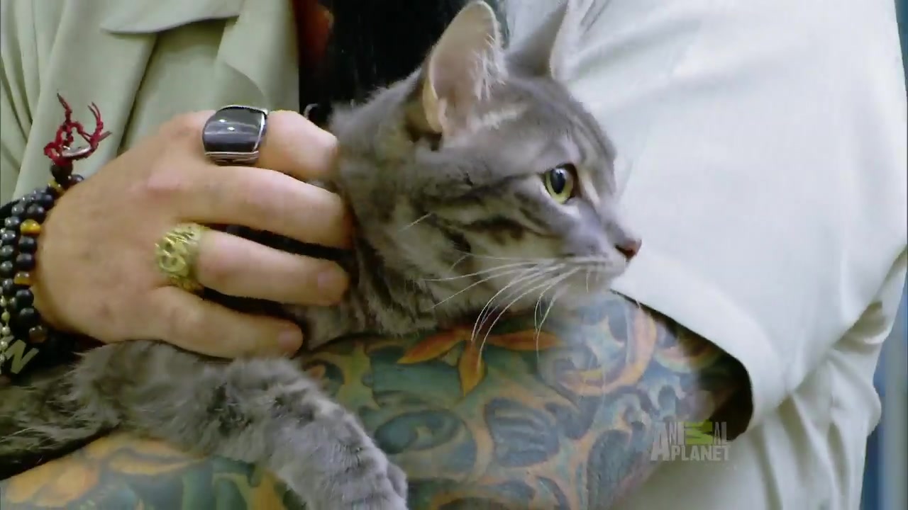 My Cat From Hell S5E5 Stalking Miss Daisy CTV