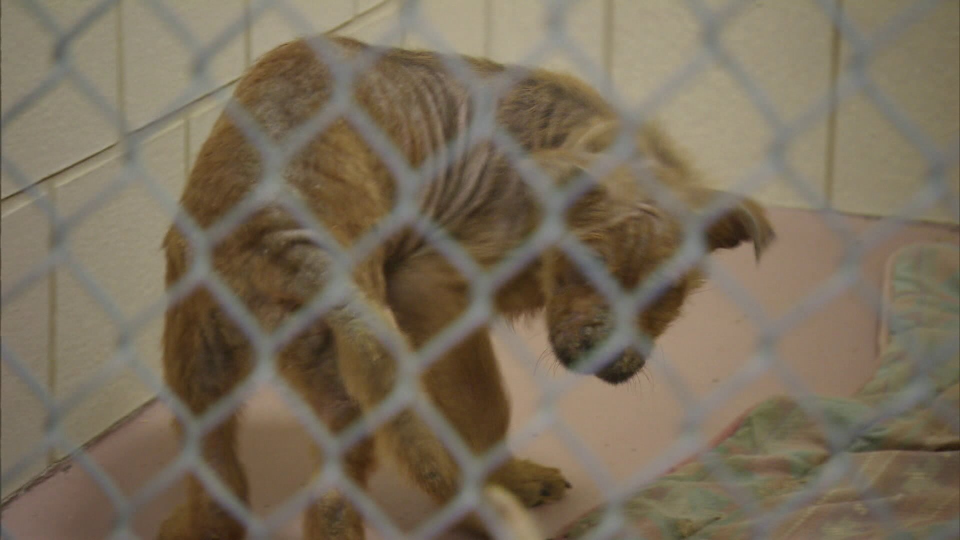 Animal Cops Houston S19E4 Justice Served