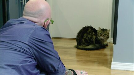 My Cat From Hell Animal Planet Discovery