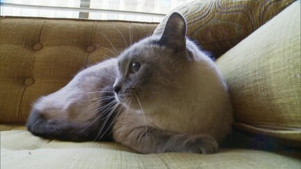 My Cat From Hell Animal Planet Discovery