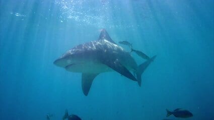 Jungle Shark Jungle Shark