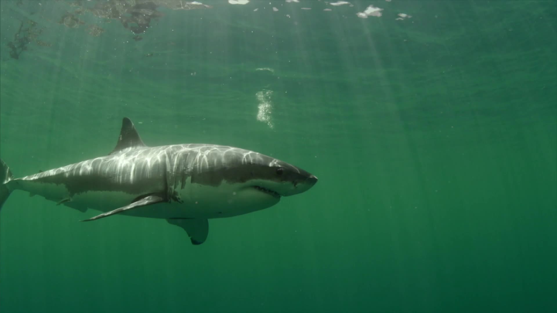 Shark Bait Shark Bait