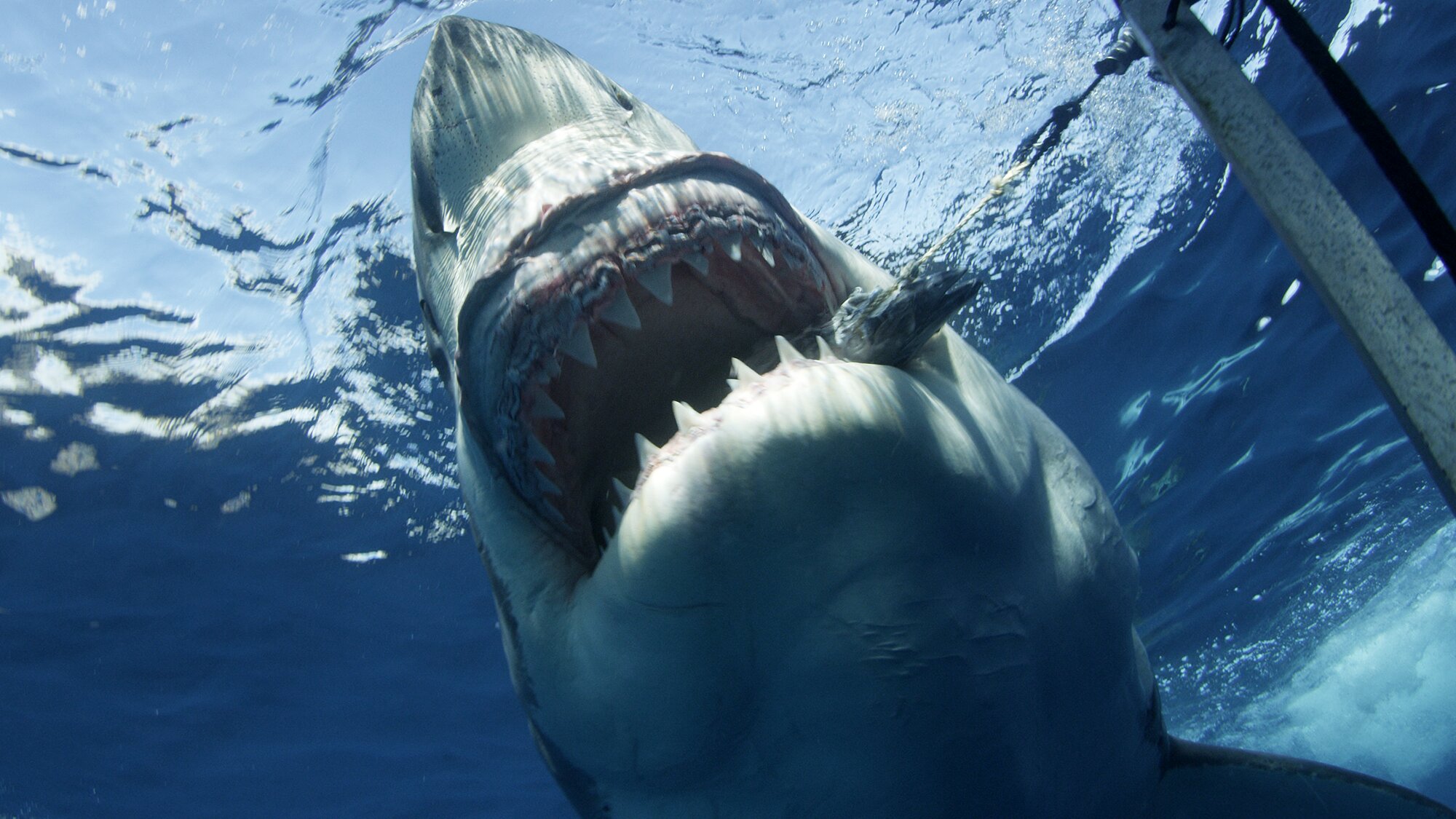 Shark Tank Meets Shark Week Shark Tank Meets Shark Week