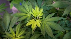 Analyst predicts cannabis bill carries amid fear over Senate vote