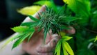 B.C. introduces recreational marijuana bills; to set legal age at 19