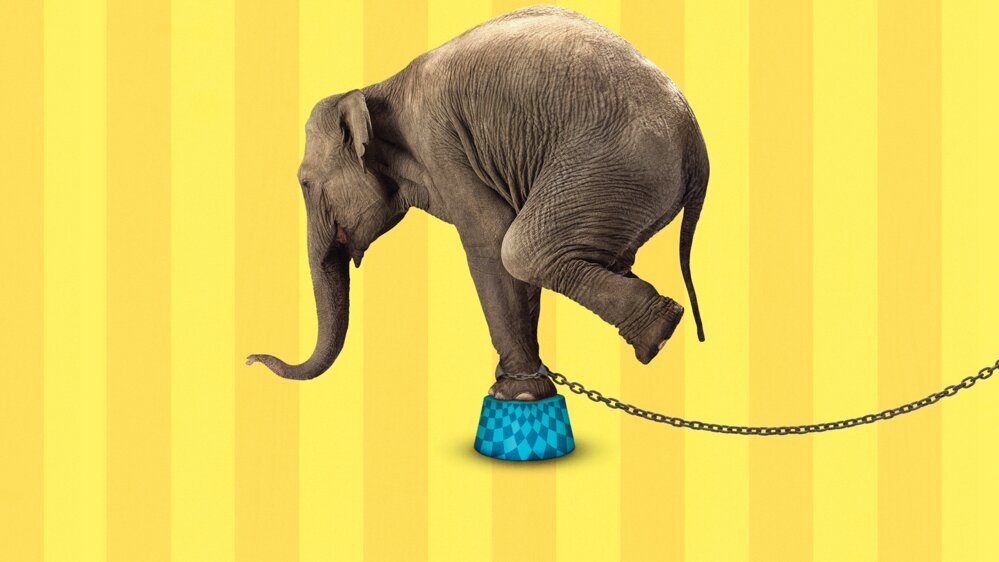 An Apology to Elephants An Apology to Elephants