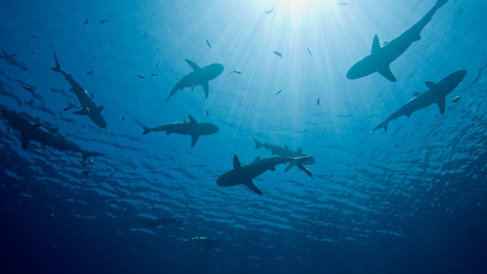 Nuclear Sharks Nuclear Sharks