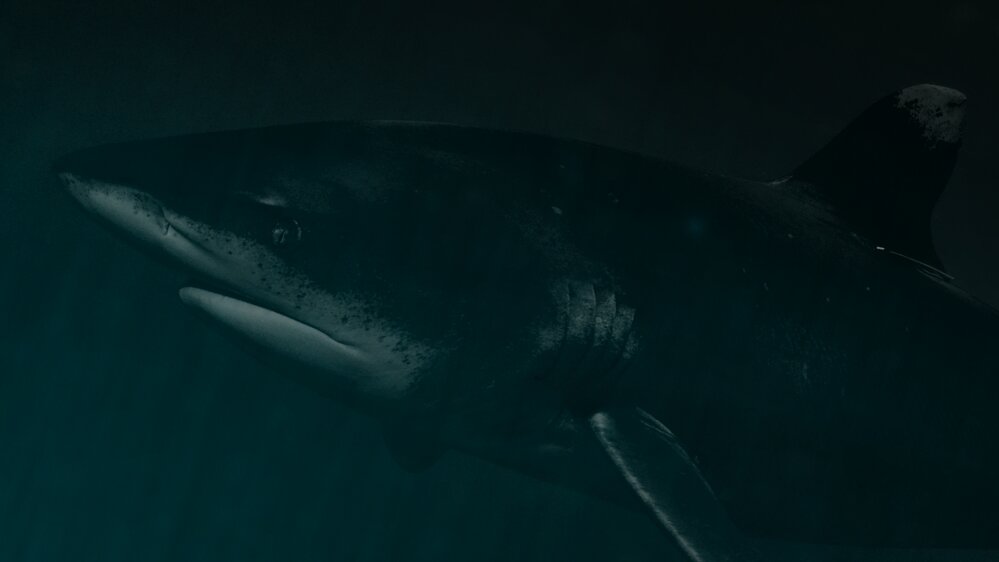 Deadliest Sharks Deadliest Sharks