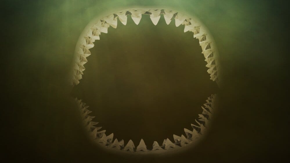 Jungle Shark Jungle Shark