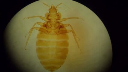 Lyme : quand la maladie nous mord Lyme : quand la maladie nous mord