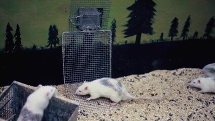 Rat Park Rat Park