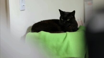 My Cat From Hell Animal Planet Discovery