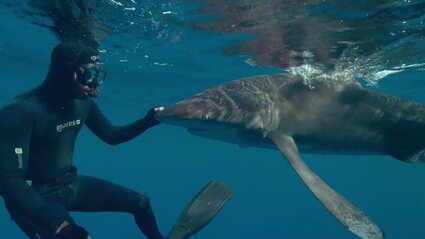 Sharkwater Extinction : le film Sharkwater Extinction : le film