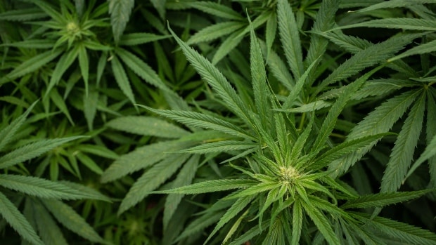 Ipo pot stocks 19 februari 2020
