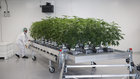 CannTrust 'actively pursuing' talks with potential U.S. partners: CEO