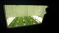 I would be very nervous if I was a CannTrust shareholder: Crisis management expert