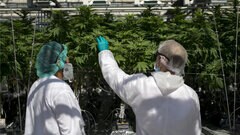 CannTrust suspends all pot sales as a precaution amid Health Canada probe 