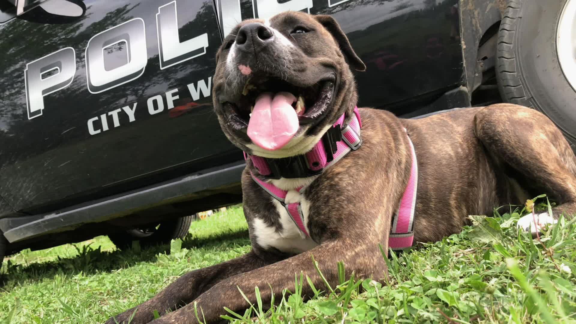 Dog Tales Rescue S2E3 Crave