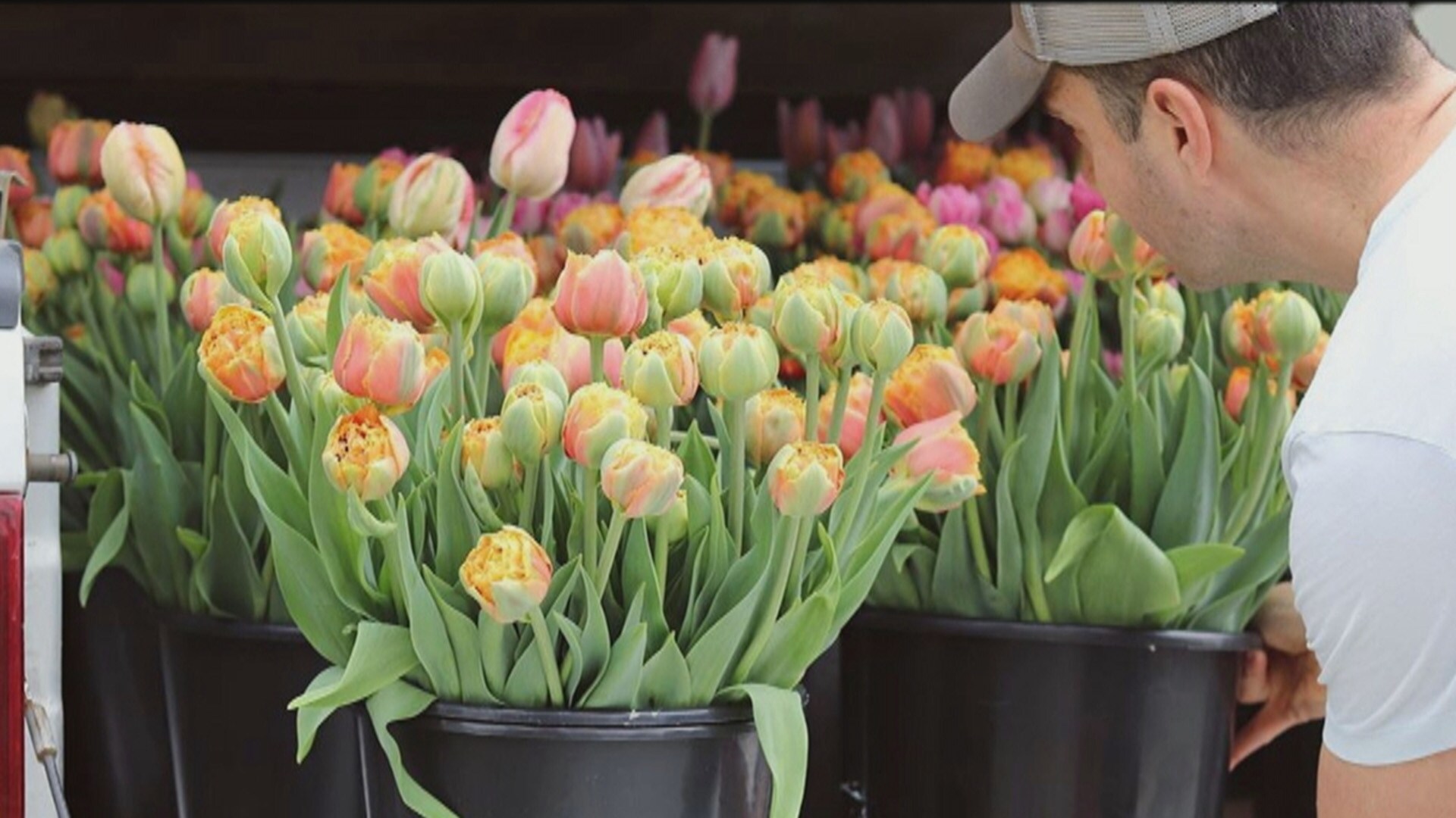 CTV Your Morning S5E37 Tips on how to plant tulips right now so