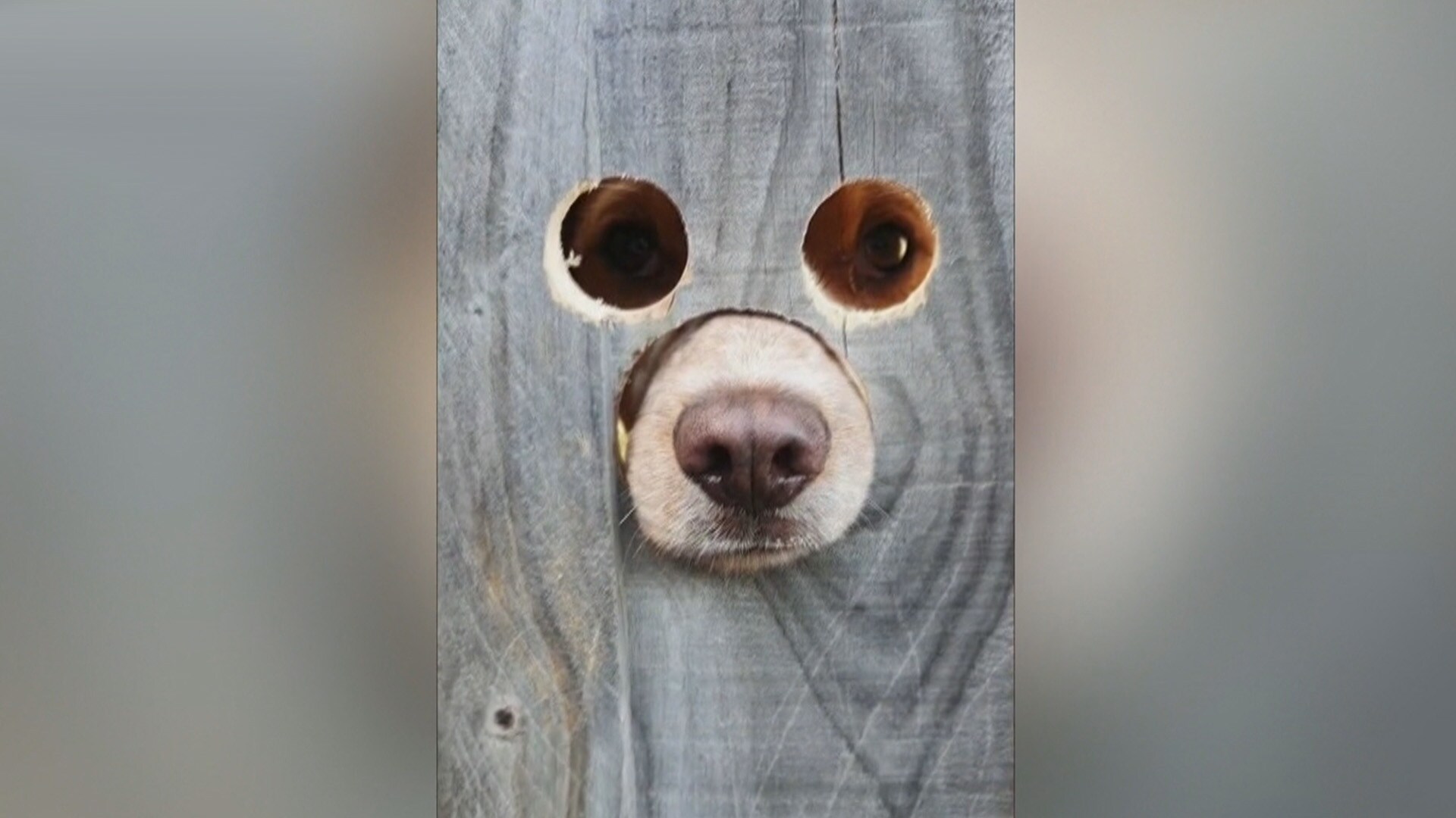 CTV Your Morning S5E38 Pet owner makes special dogsized holes in