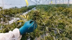 Aphria shares tumble after disappointing Q1 results