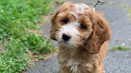 What you need to know before getting a puppy What you need to know before getting a puppy