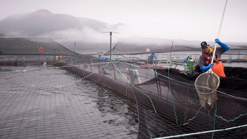 Conflict brewing between Indigenous and commercial fishers in Nova