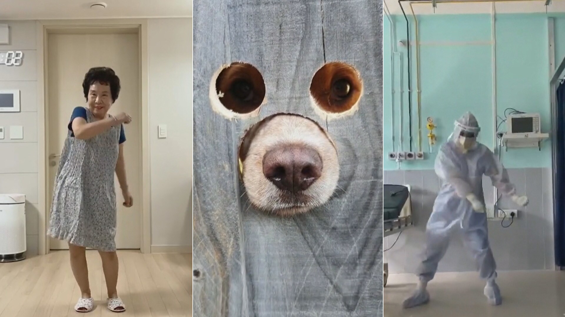 CTV Your Morning S5E50 Sidebar of the Month Dog in a fence