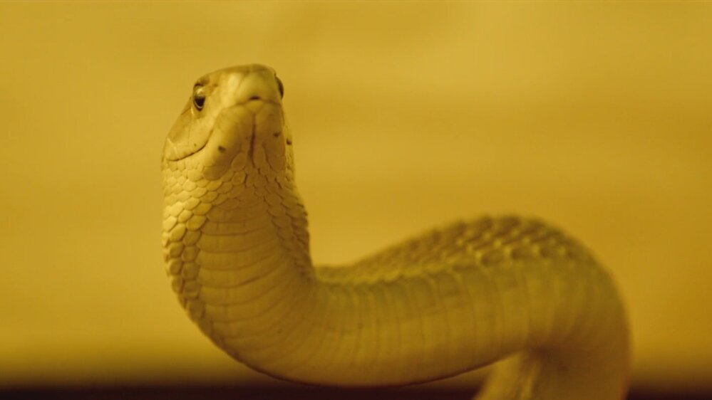 Serpent Serpent