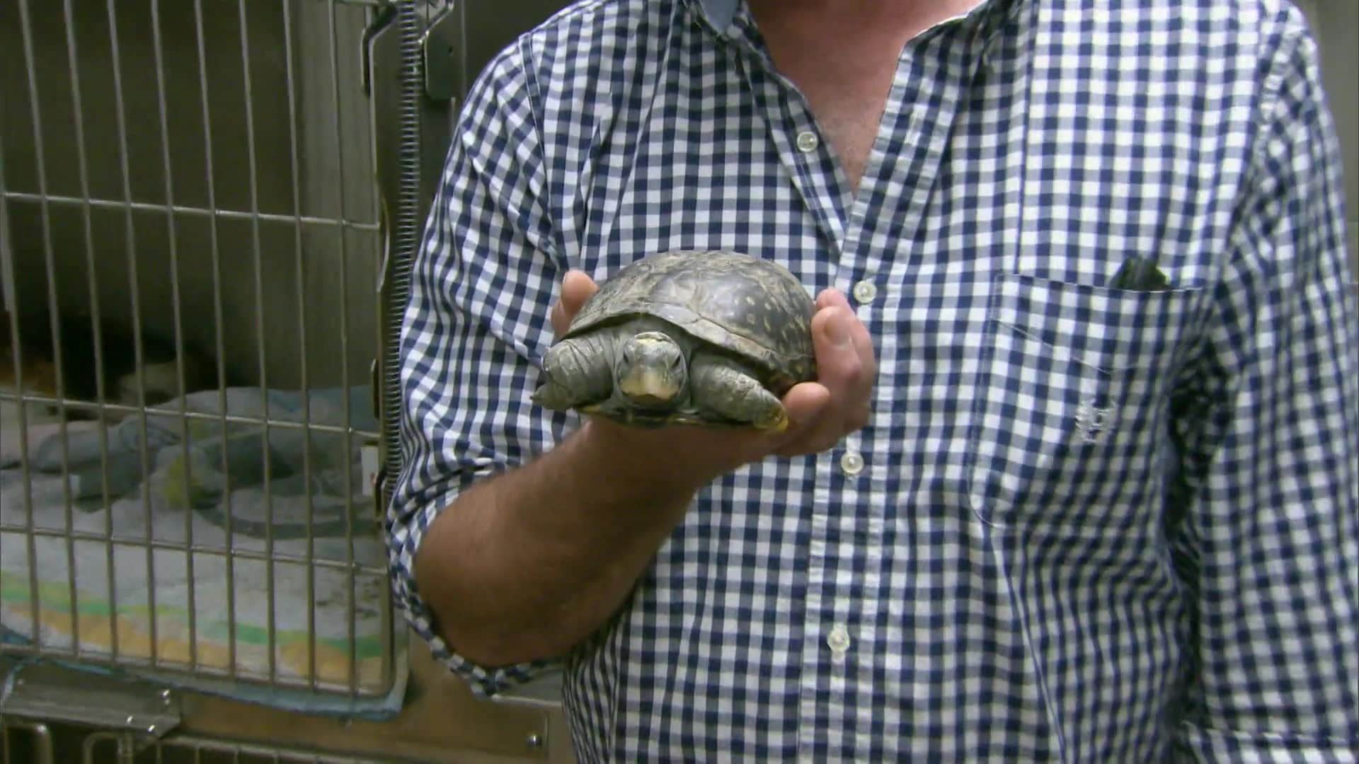 Dr. Jeff Rocky Mountain Vet S6E5 A First for Dr. Jeff