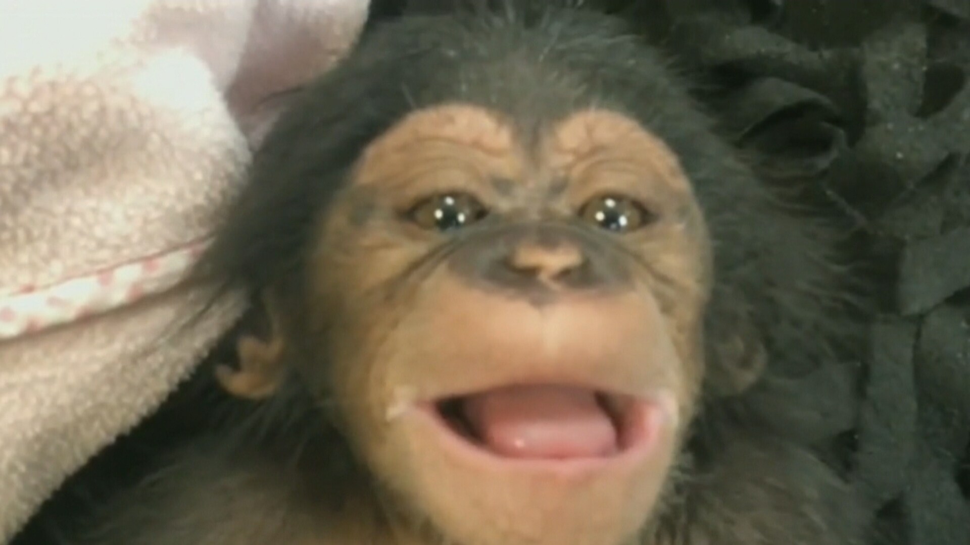 Video Chimp CTV Your Morning | Watch this adorable baby chimpanzee laugh for the ...