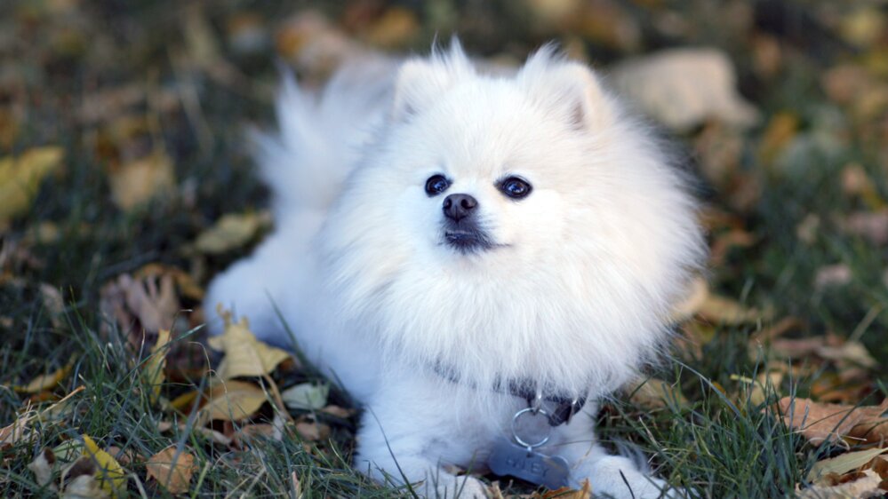 Un anniversaire qui a du chien! Un anniversaire qui a du chien!