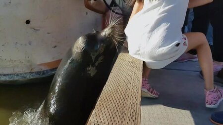 Bonkers Beasts Bonkers Beasts