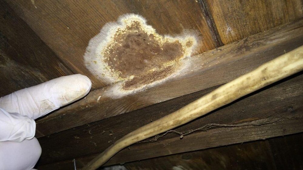 Ma maison, mon cauchemar Ma maison, mon cauchemar