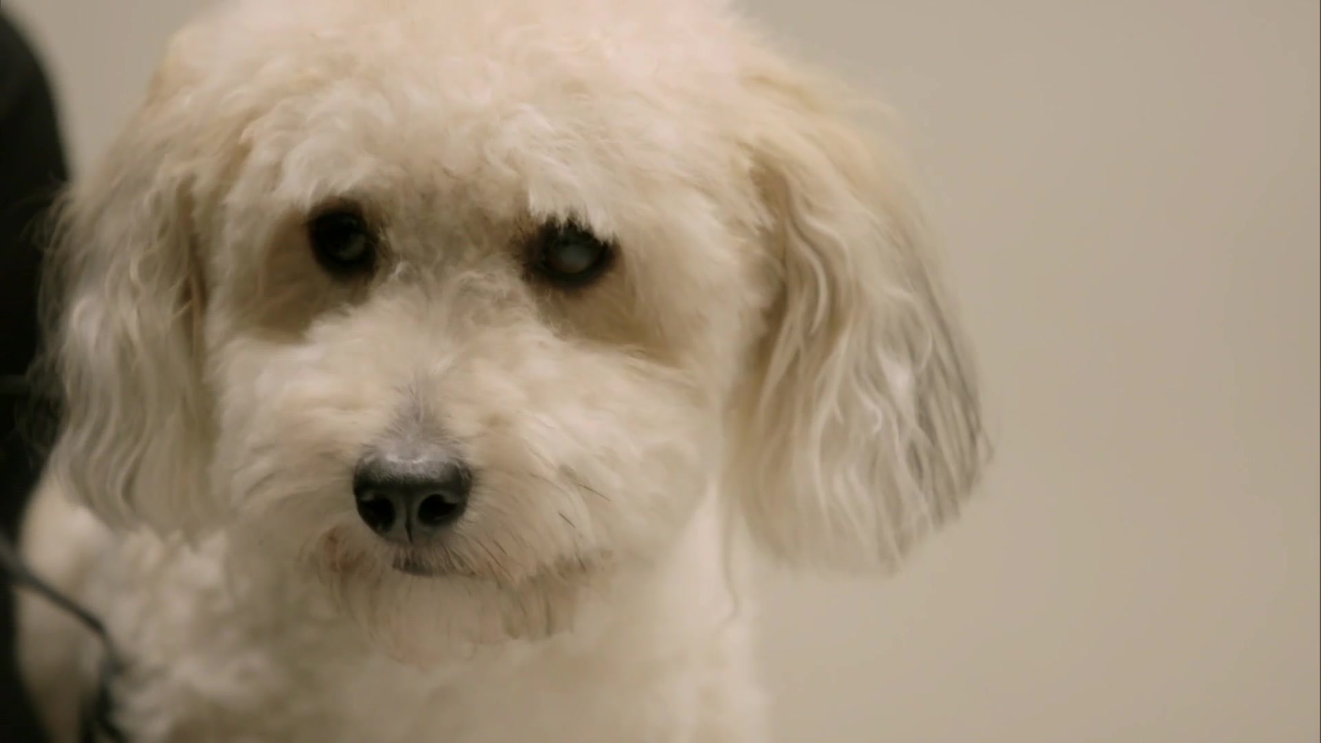 The Vet Life S3E13 Calendar Boys