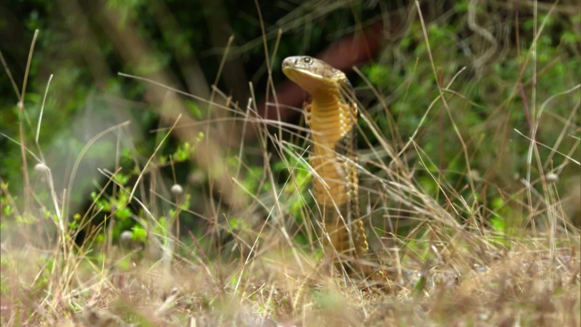 Biggest and Baddest | S3:E2 | King Cobra