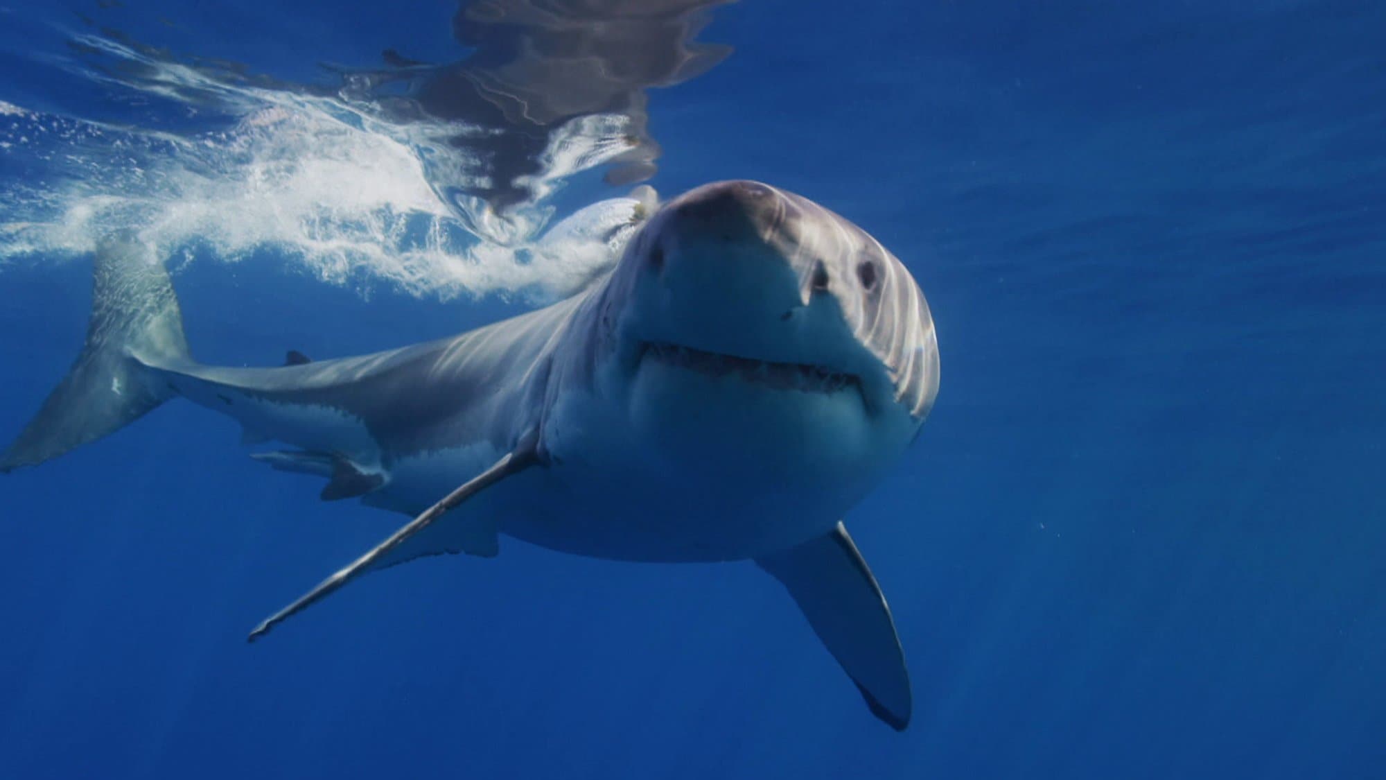 great-white-shark-babies