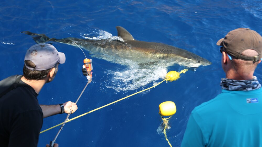 Michael Phelps vs un requin Michael Phelps vs un requin