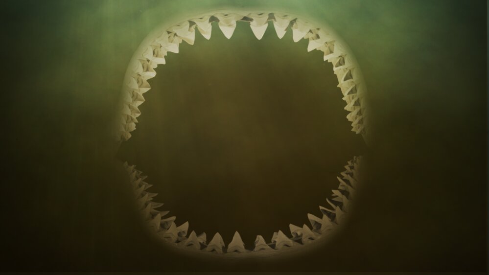 Les requins de la jungle Les requins de la jungle