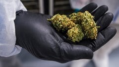 Cannabis producers embrace cheaper pot to help push against illicit market, oversupply