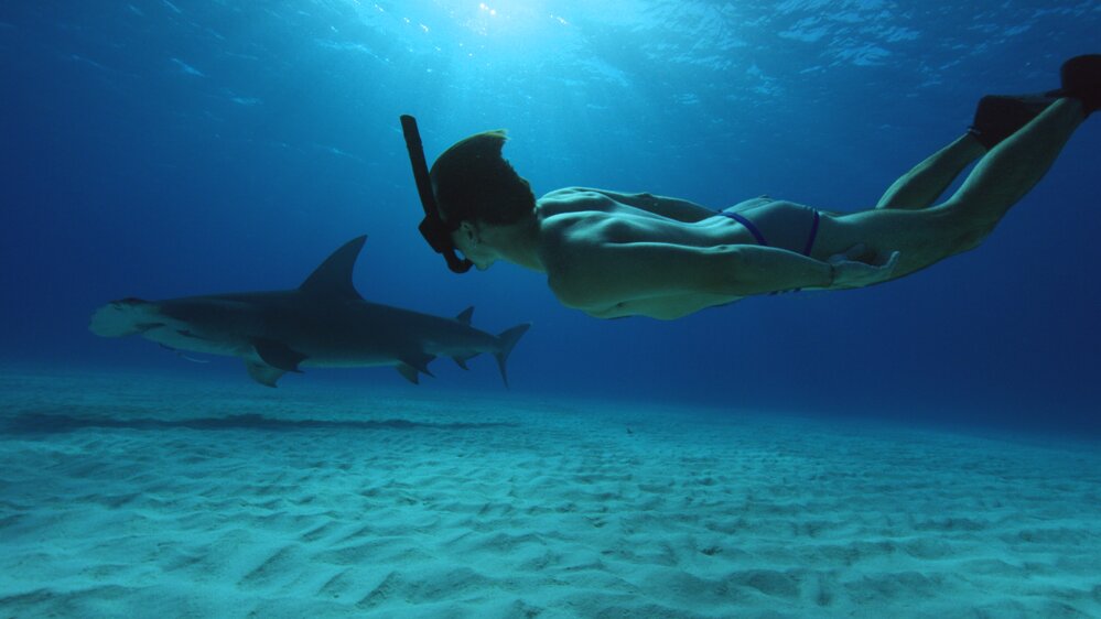 Sharkwater Extinction : le film Sharkwater Extinction : le film