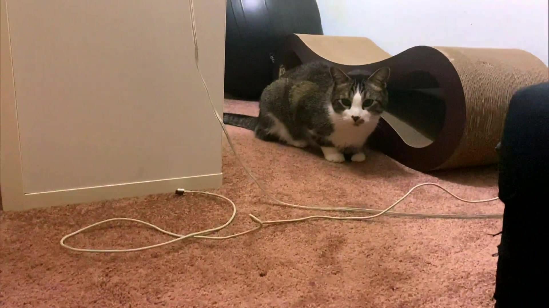 watch my cat from hell season 10