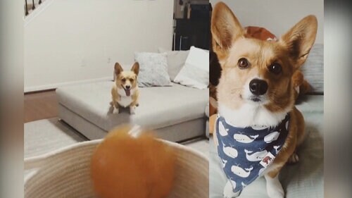 Trick-shot making Corgi is the newest pet going viral online Trick-shot making Corgi is the newest pet going viral online