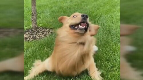 Derpy dog makes our hosts laugh out loud for real Derpy dog makes our hosts laugh out loud for real