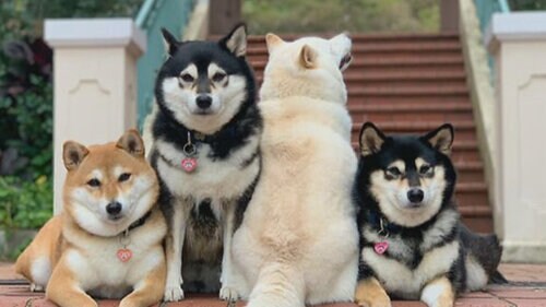 This dog cant help itself from ruining pictures This dog cant help itself from ruining pictures